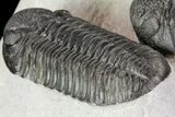 Four Large Pedinopariops Trilobites - Killer Piece! #76395-9